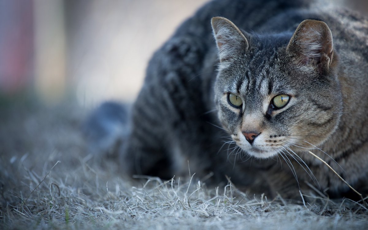 Красота кошек