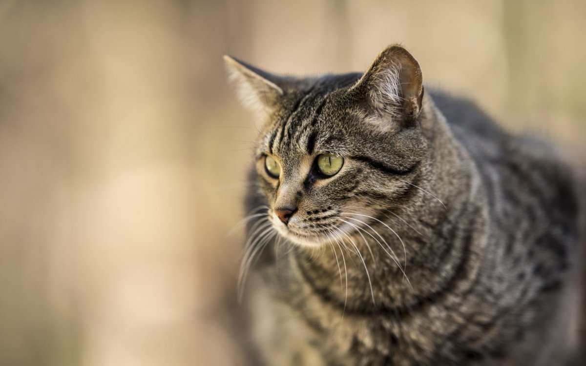 Полосатый короткошерстный кот