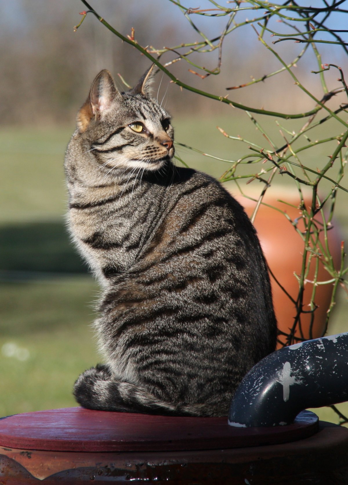 Кошка европейская короткошерстная серая полосатая