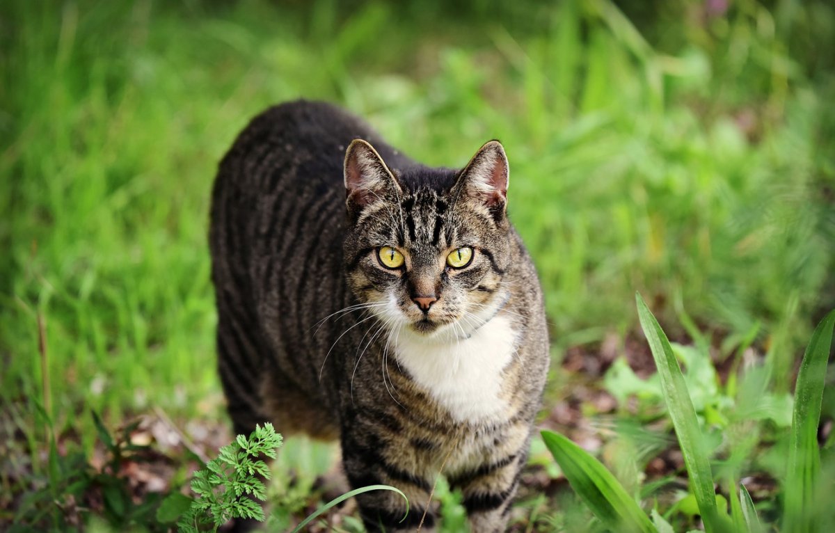 Европейская короткошерстная кошка