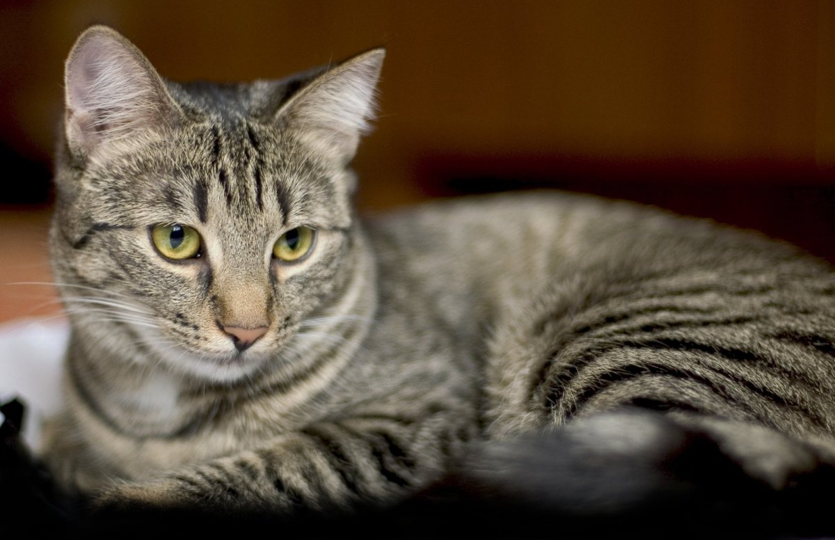 Серый полосатый кот спит