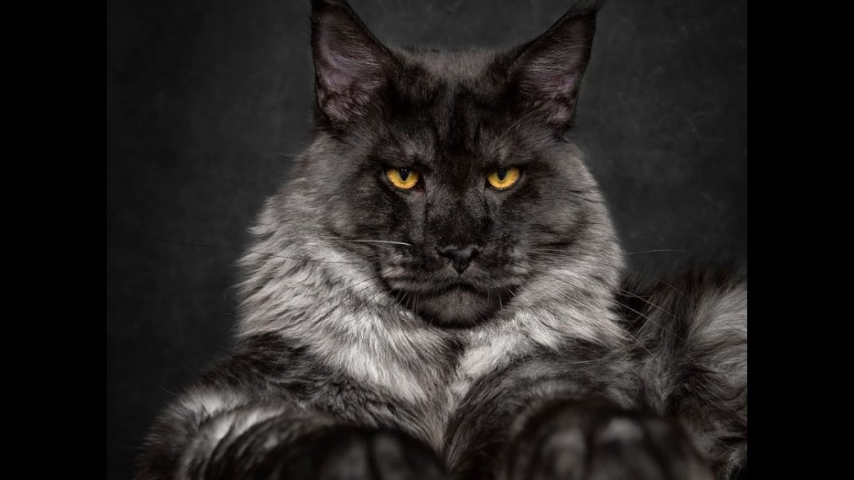 Мейн-кун Фенрир