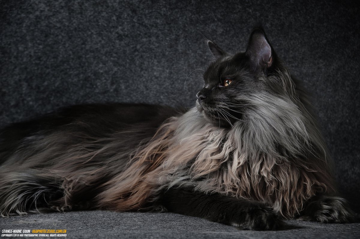 Мейн кун Black Smoke