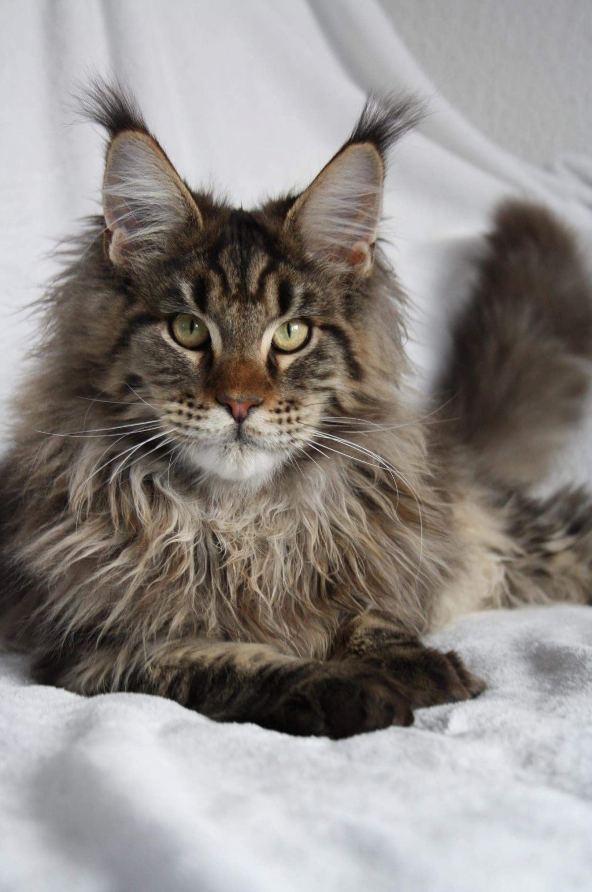 Мейн куны порода кошек