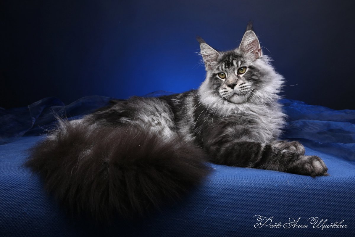 Мейн кун мраморный