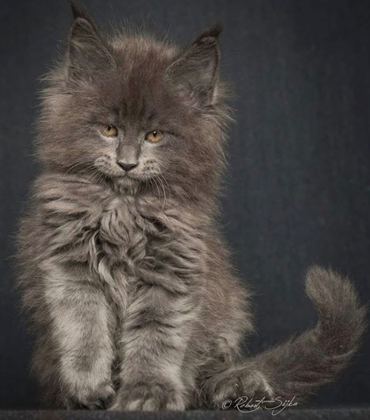 Сибирский кот и Мейн кун