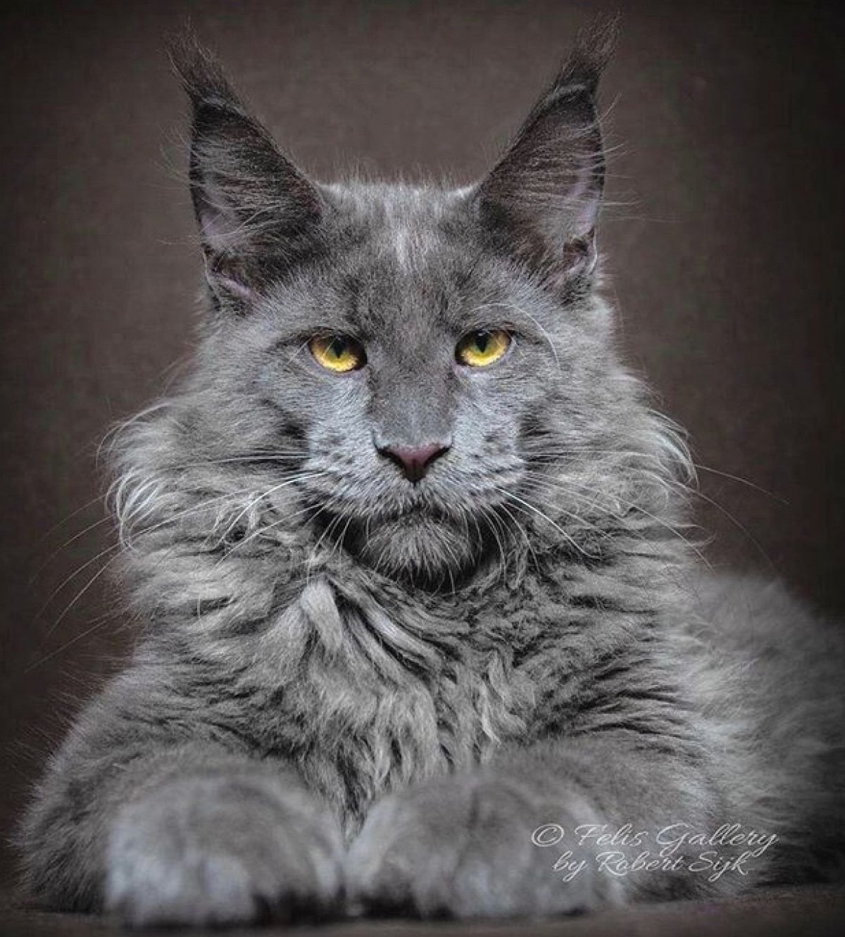 Кошка Мейн кун