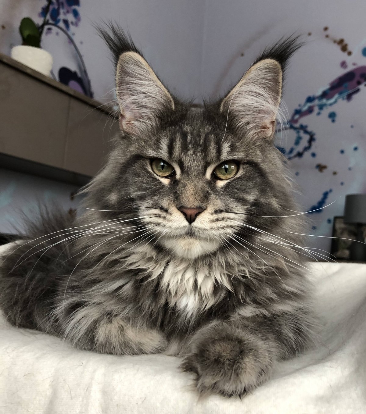 Питомник Мейн кунов Конкистадор