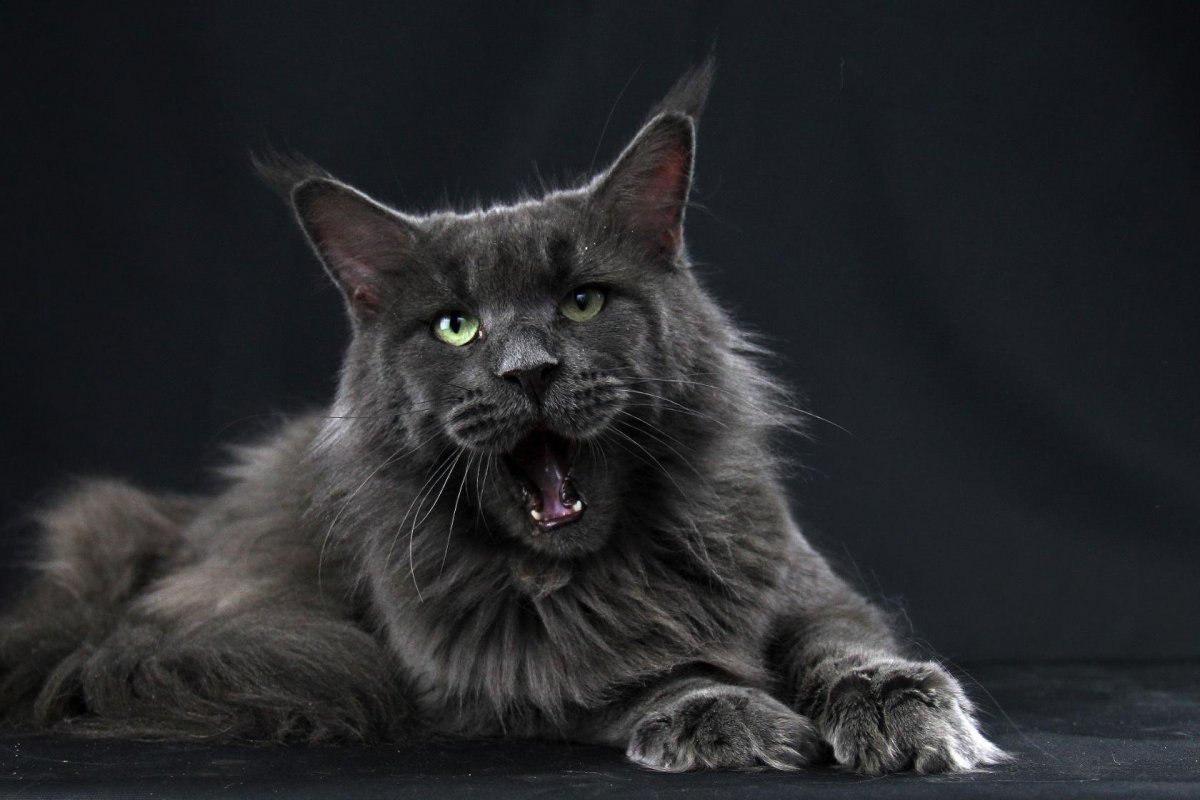 Мейн кун и Сибирская кошка