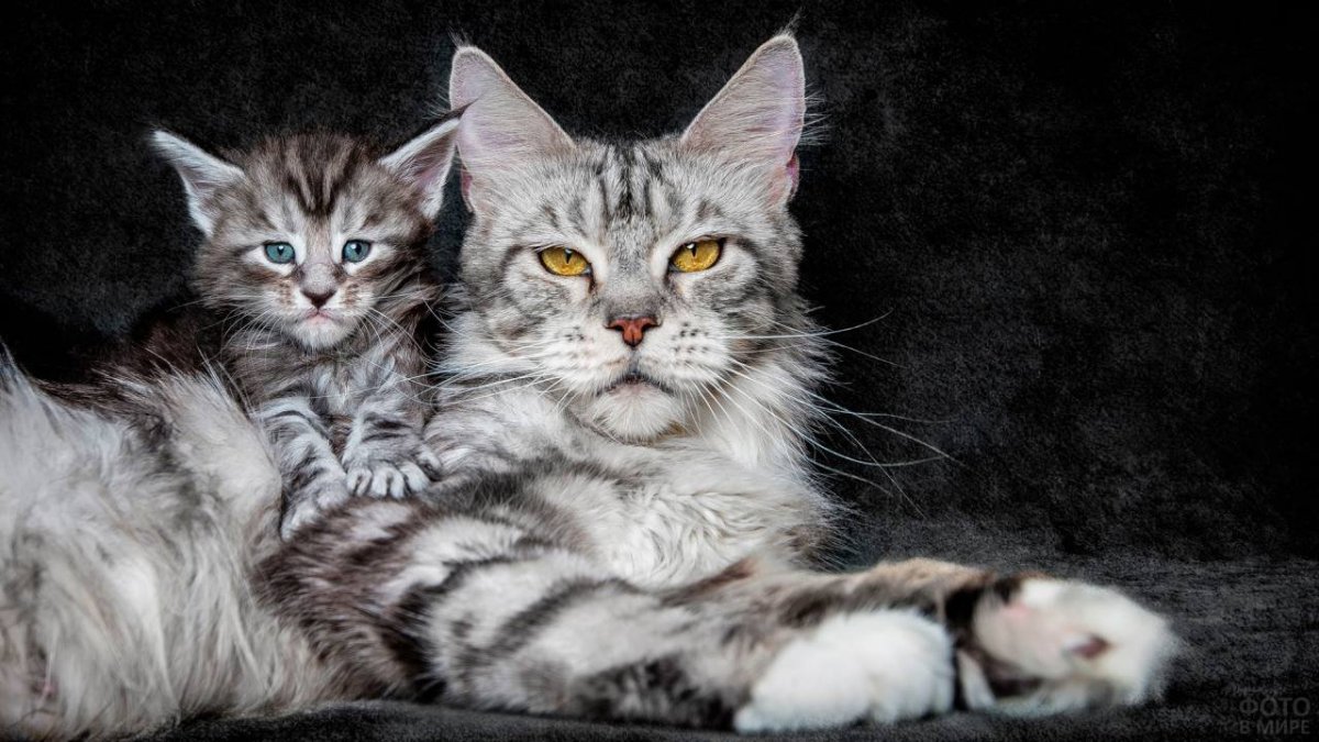 Мейн кун чемпион мира