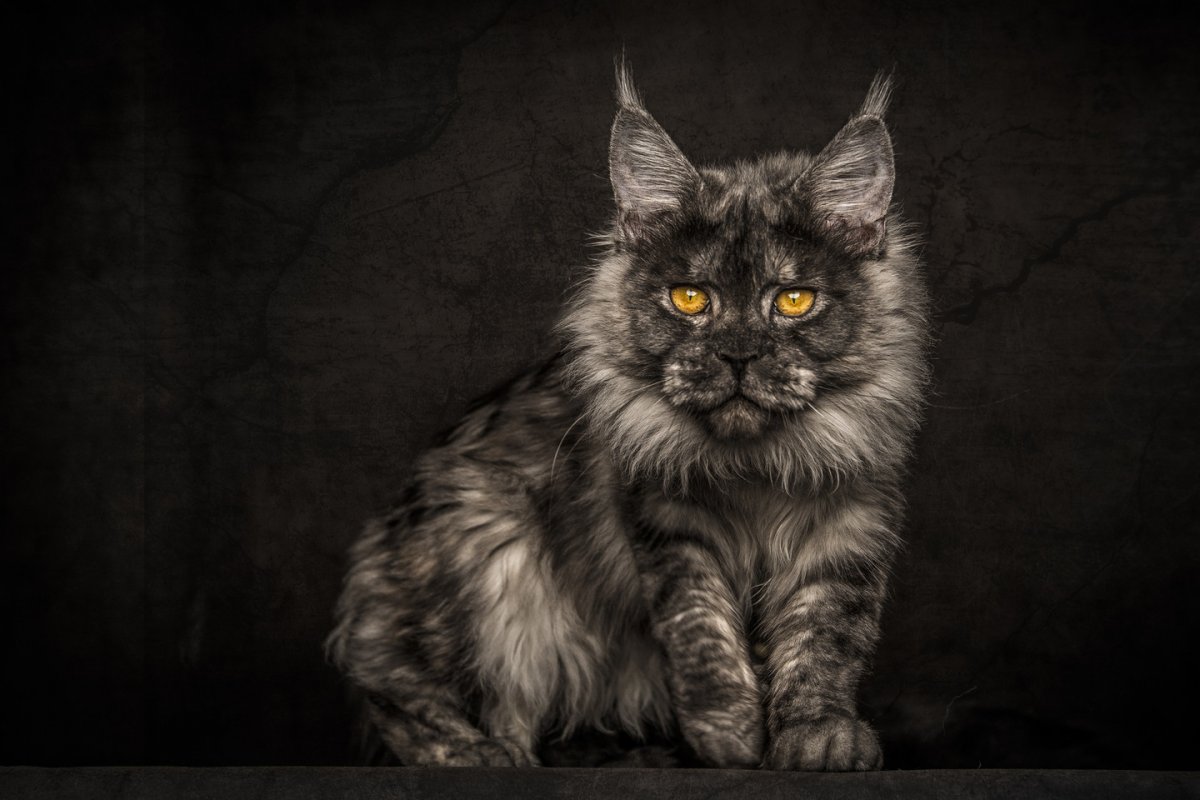 Американский Мейн кун