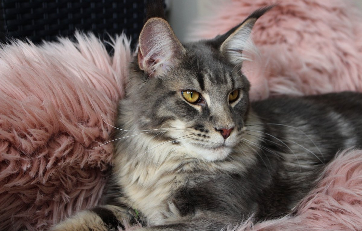 Мейн кун Роберт сижка