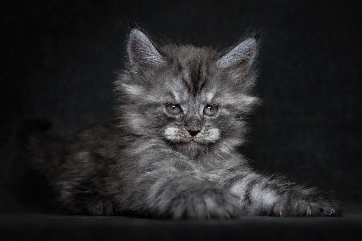 Maine Coon Атлантида