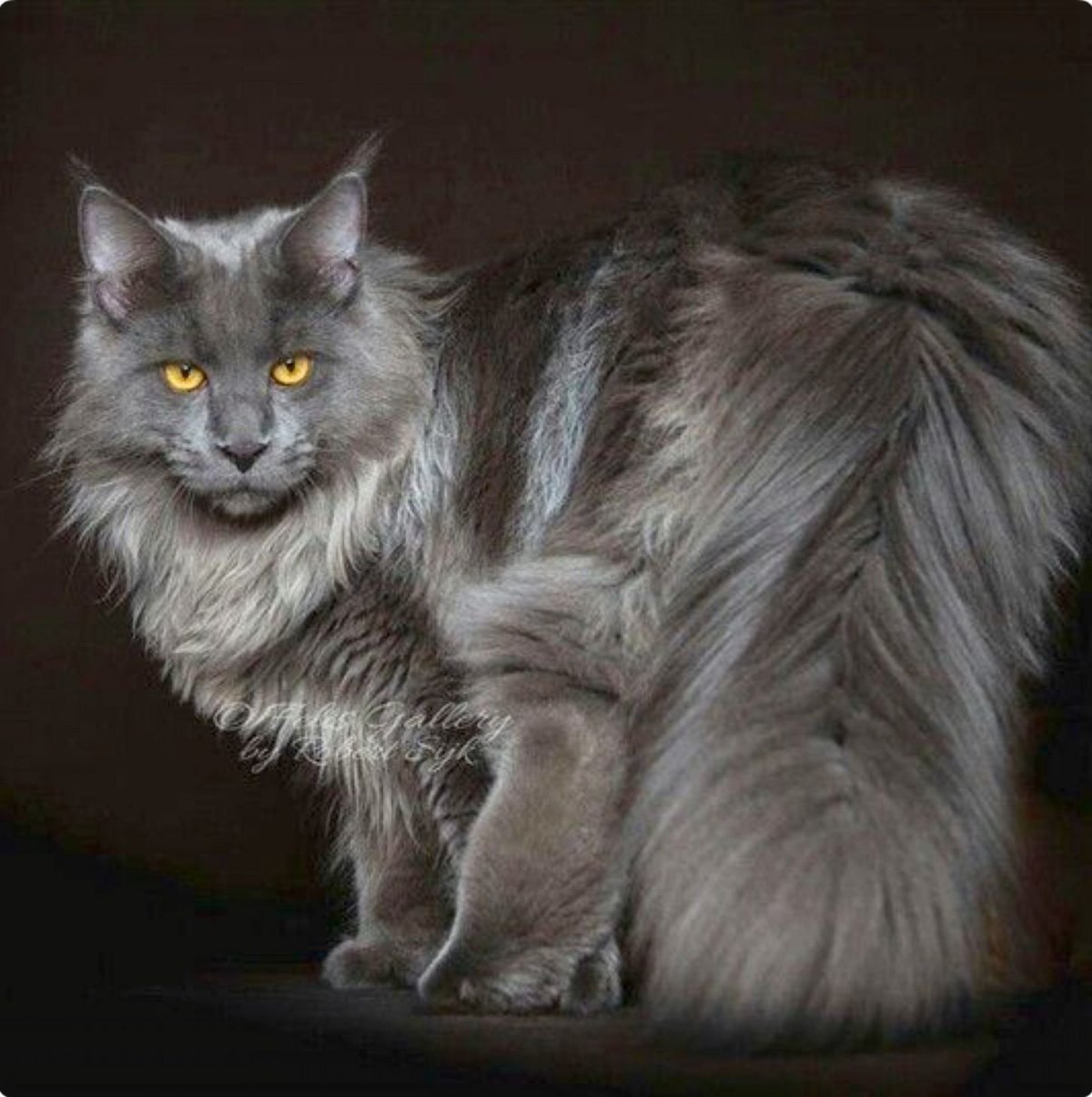 Мейн кун серый котенок