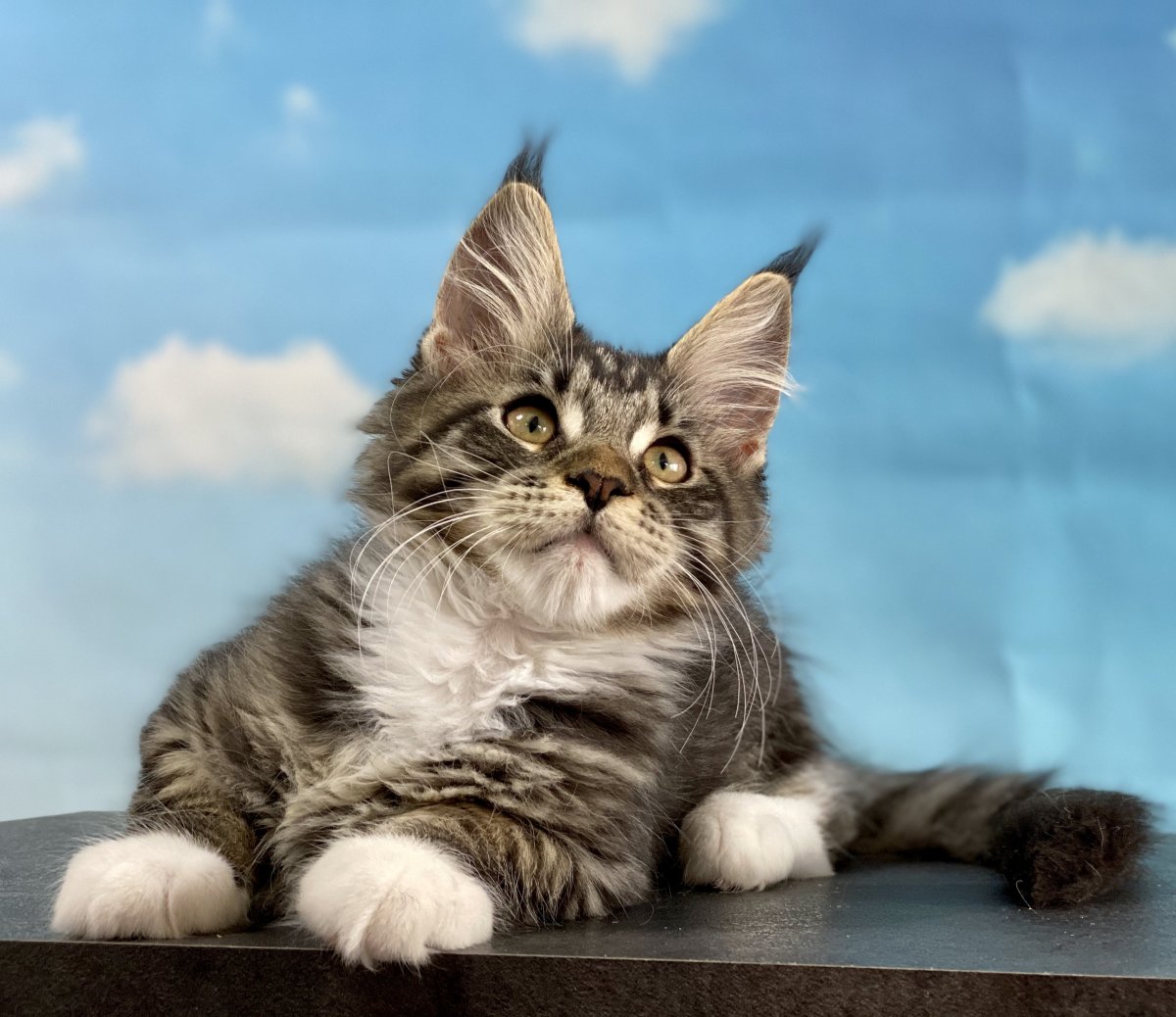 Мейн кун самец