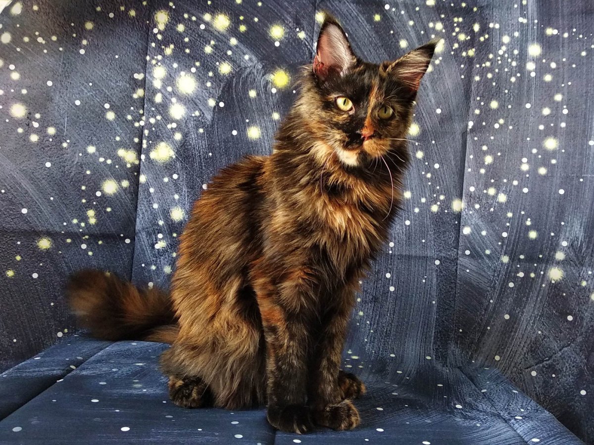 Мейн кун дымчатый