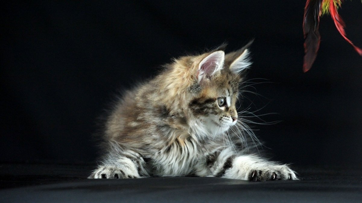 Мейн кун черный мрамор