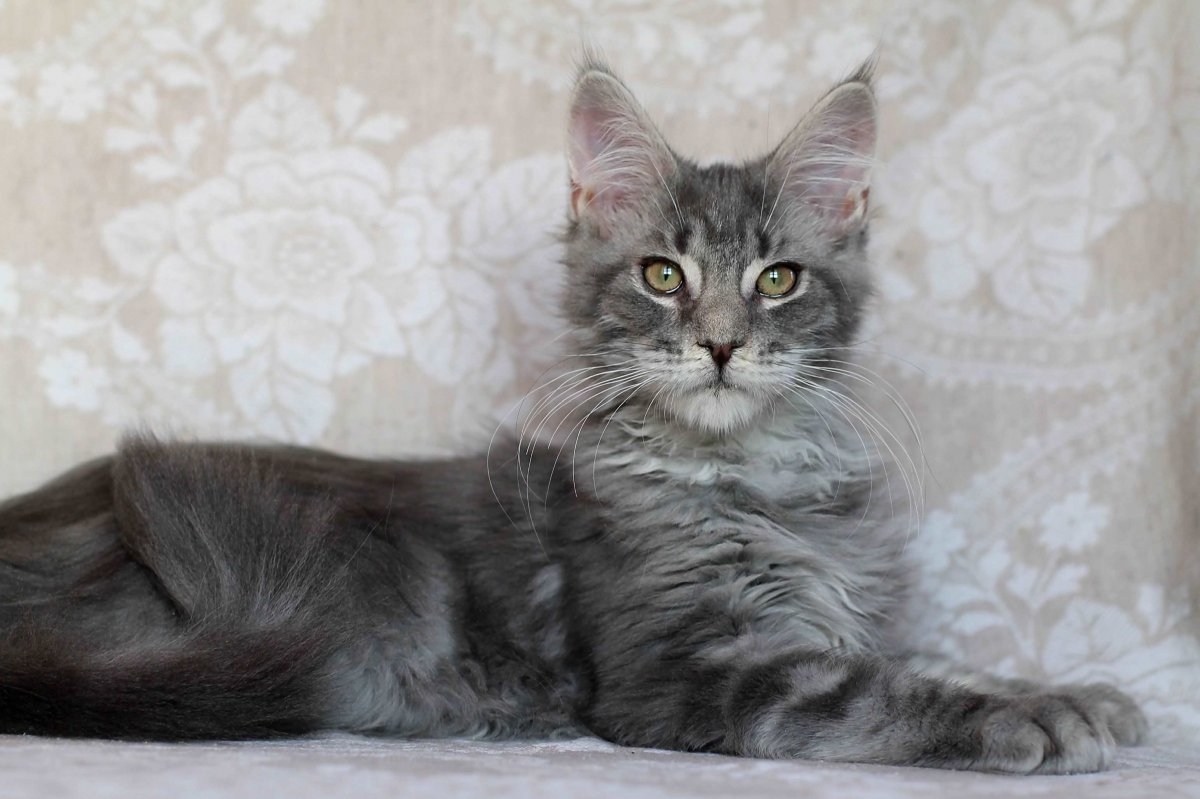 Кот Мейн кун серый