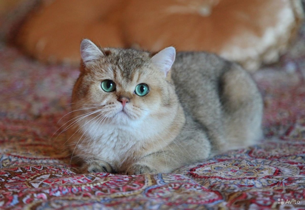 Британская Золотая шиншилла Манчкин