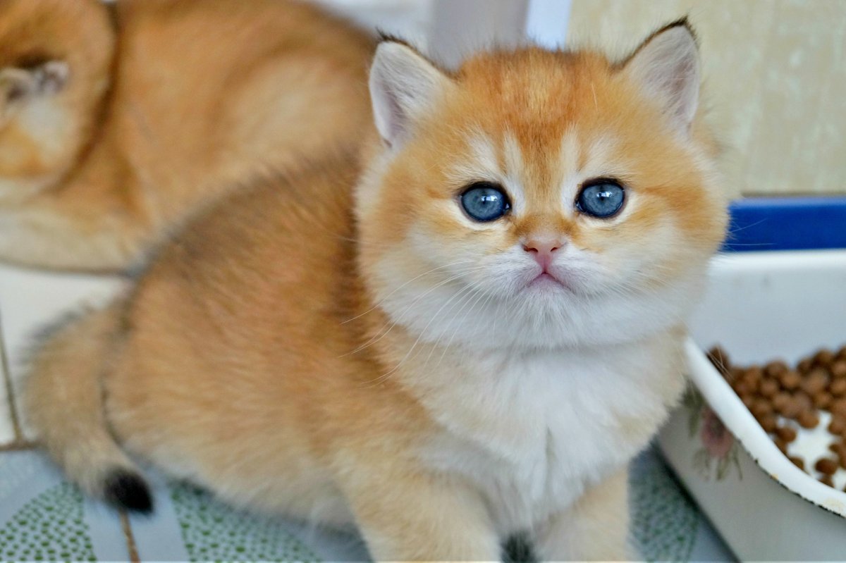 Шотландская кошка Золотая шиншилла