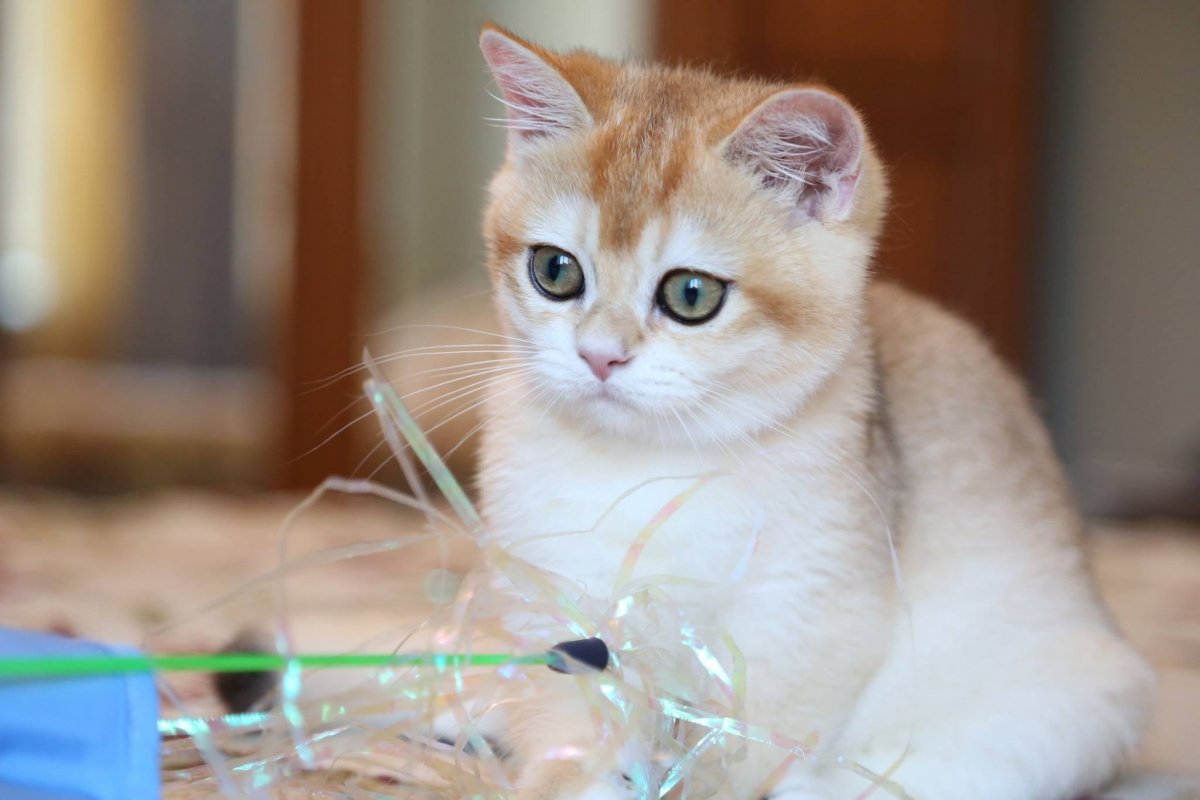 Британская Золотая шиншилла Щекастая