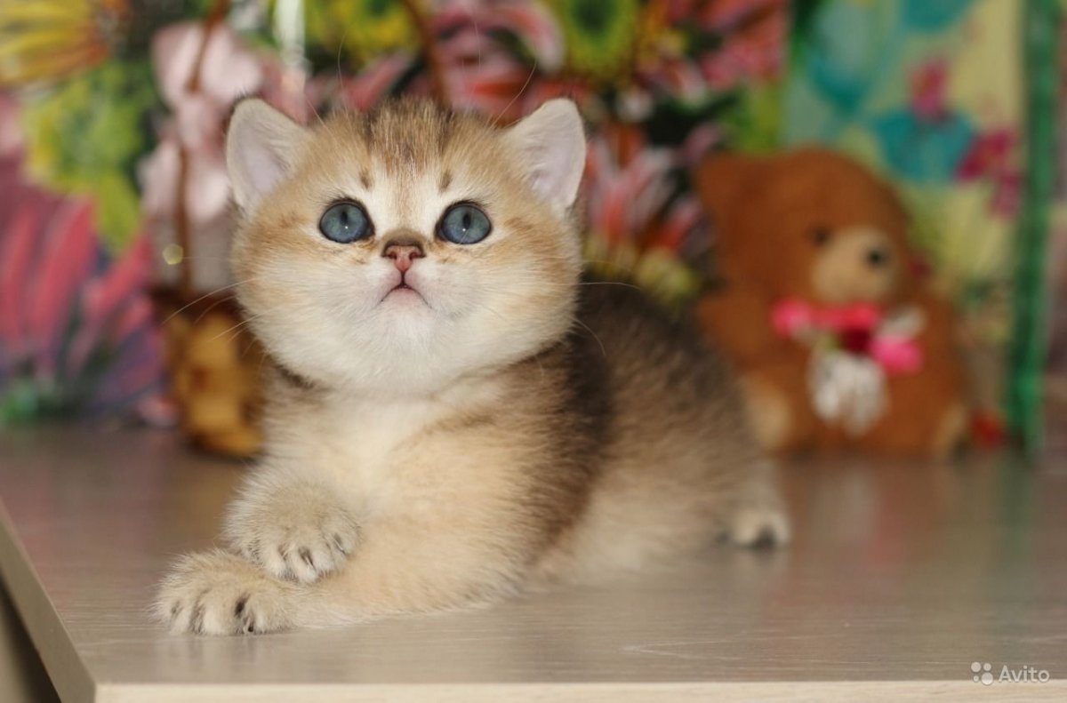 Манчкин Британская шиншилла