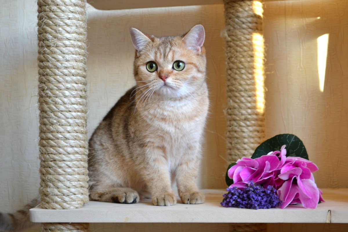 Британская Золотая шиншилла заводчики в Туапсе