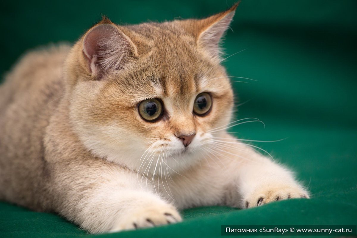 Британец Золотая шиншилла спит