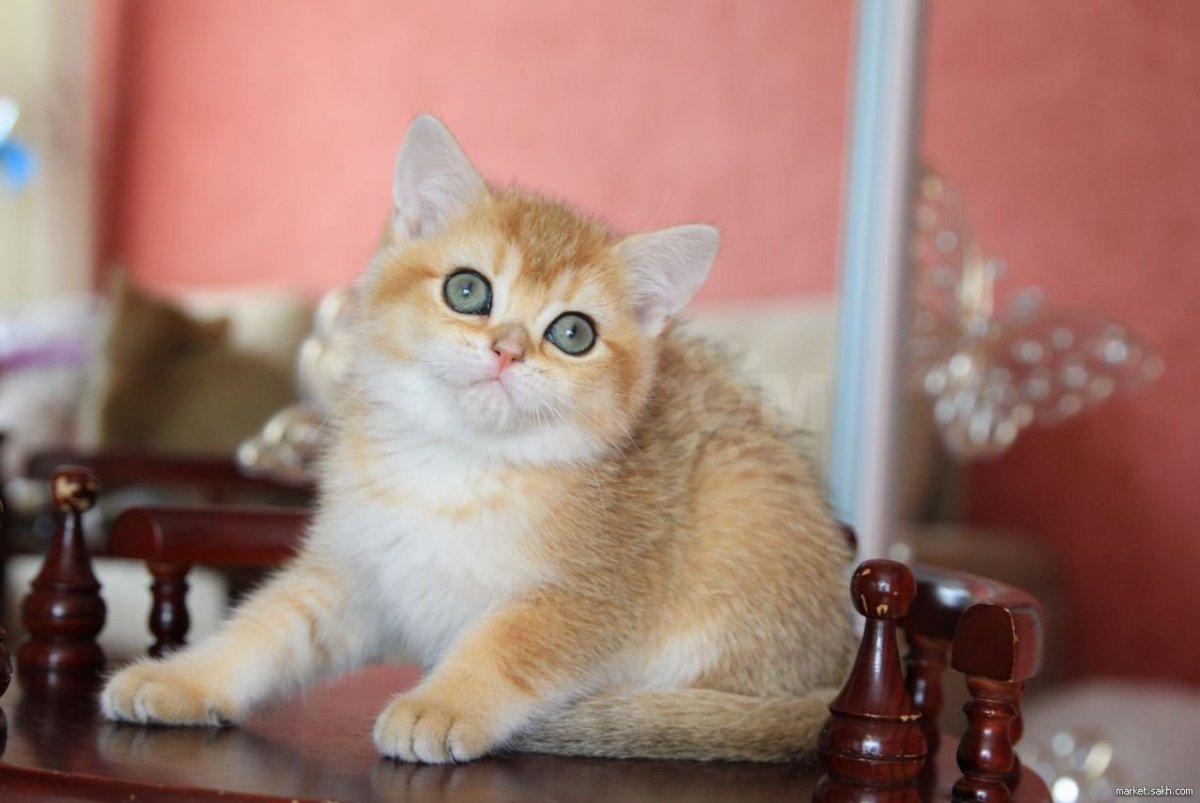 Британская Золотая шиншилла белый