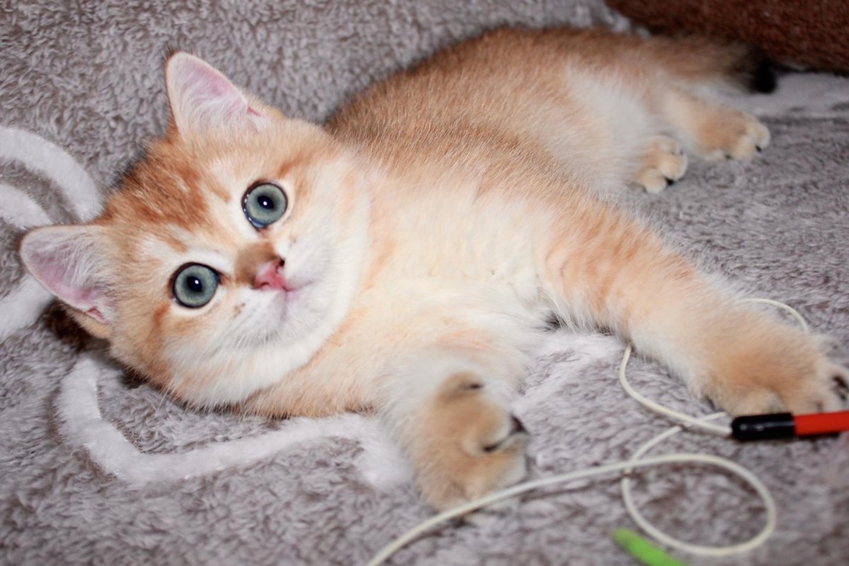 Британская шиншилла ny12