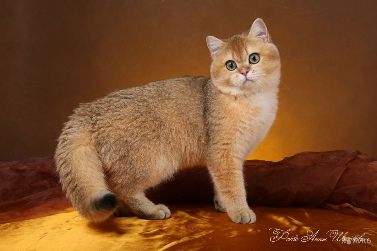 Золотая шиншилла кошка WCF