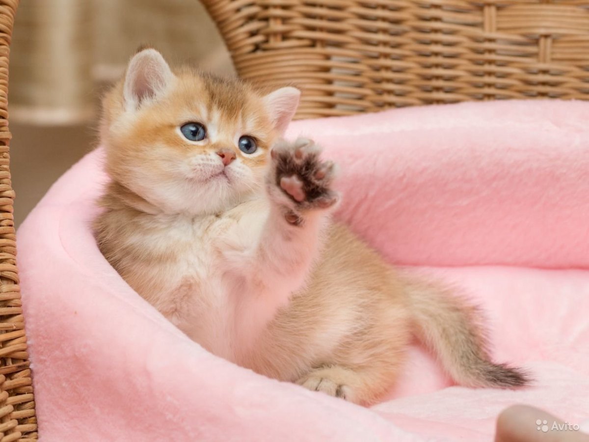 Шотландская короткошерстная Золотая шиншилла