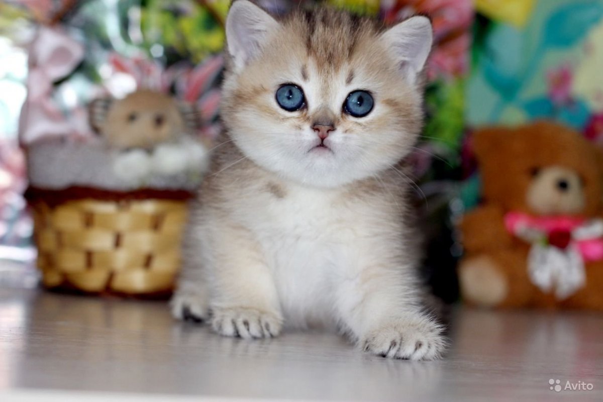 Британская шиншилла Золотая игрушка