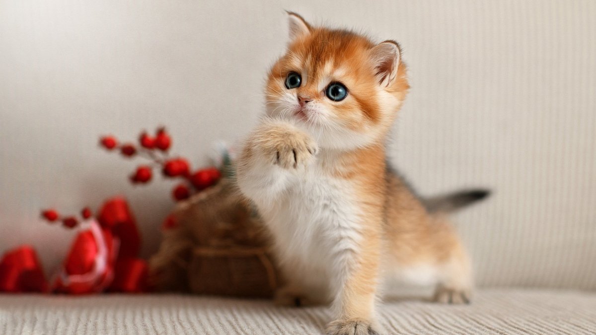 Шотландская короткошерстная Золотая шиншилла