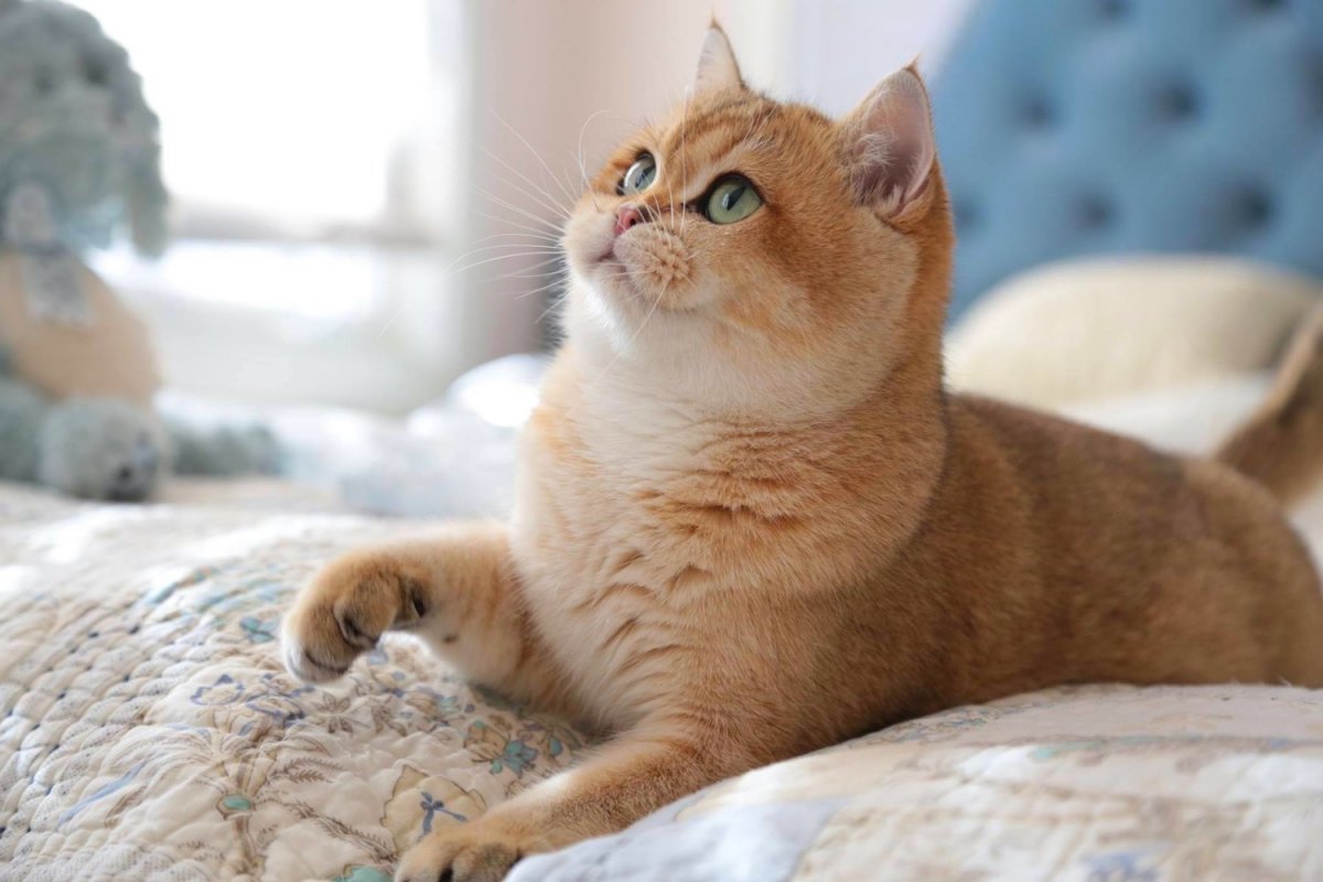 Британская тикированная шиншилла