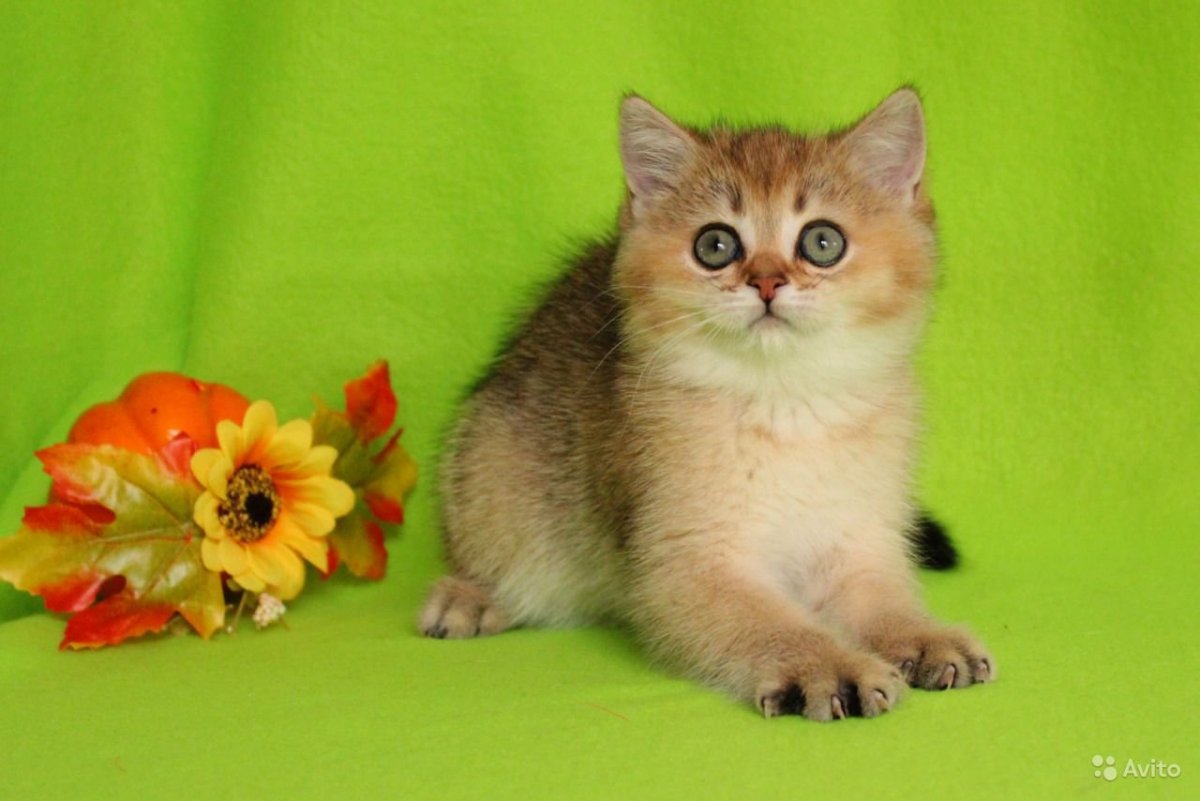 Британец страйт Золотая шиншилла