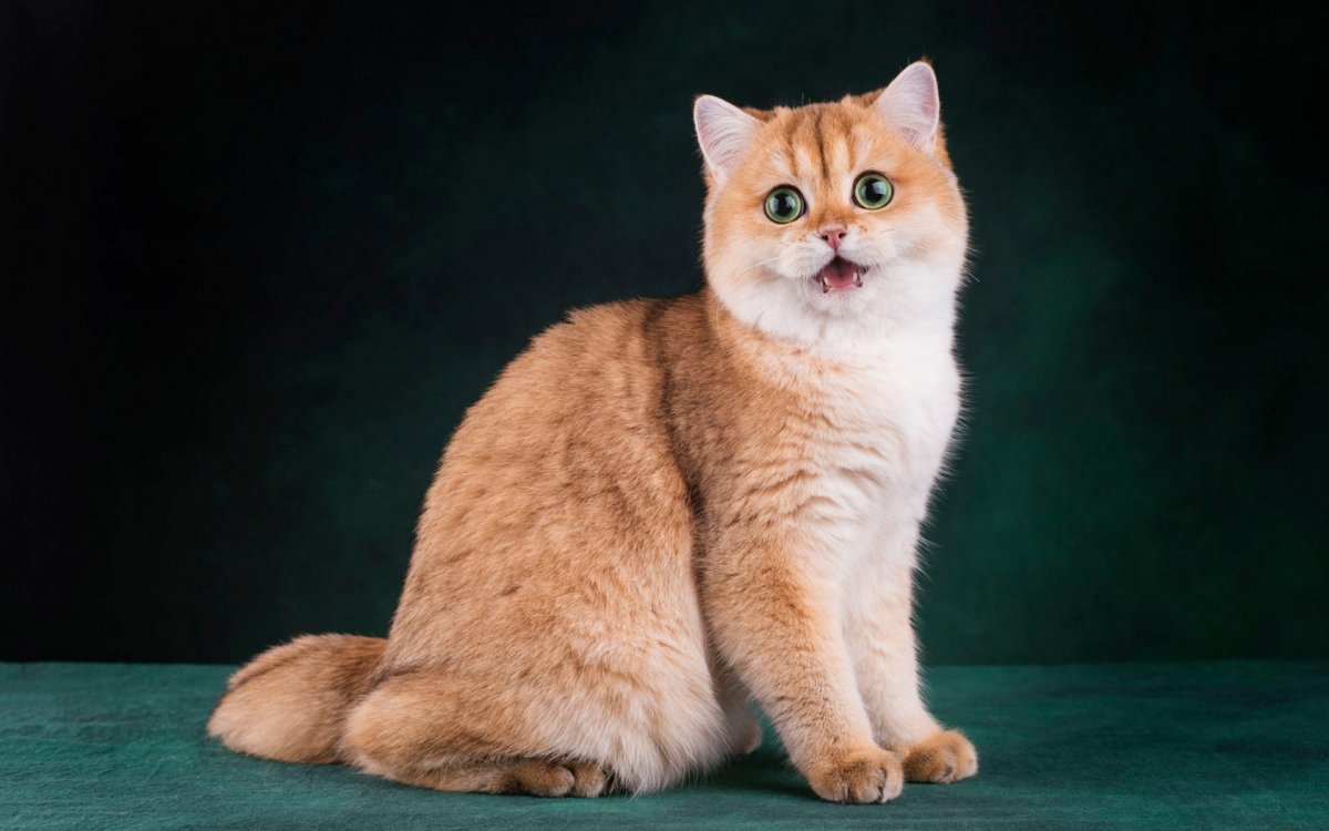 Золотая тикированная шиншилла