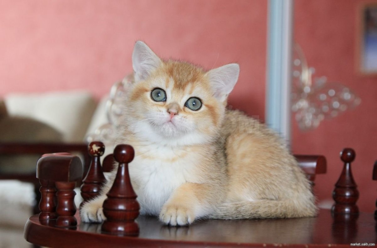 Британская короткошёрстная Золотая шиншилла