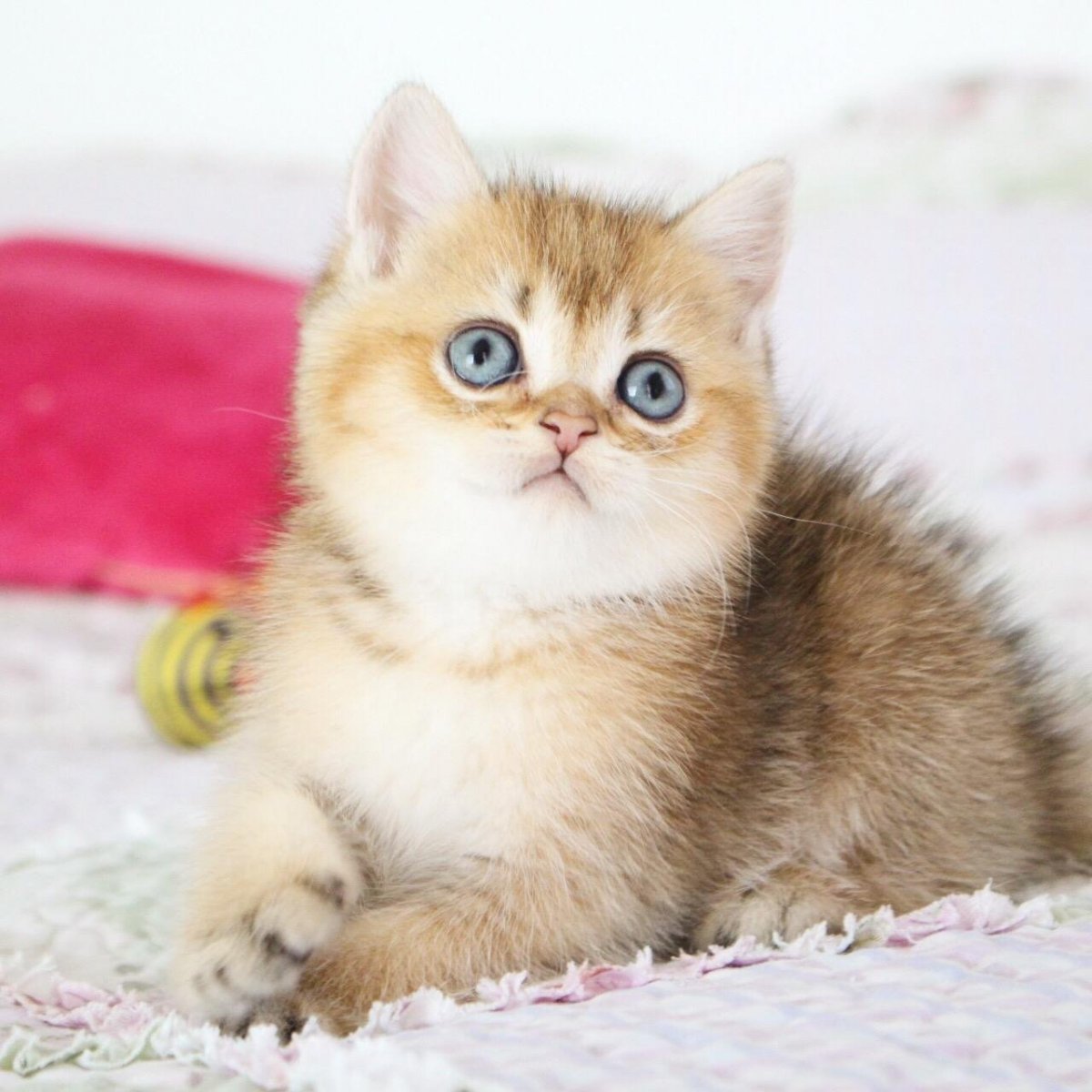 Британская Золотая шиншилла Манчкин