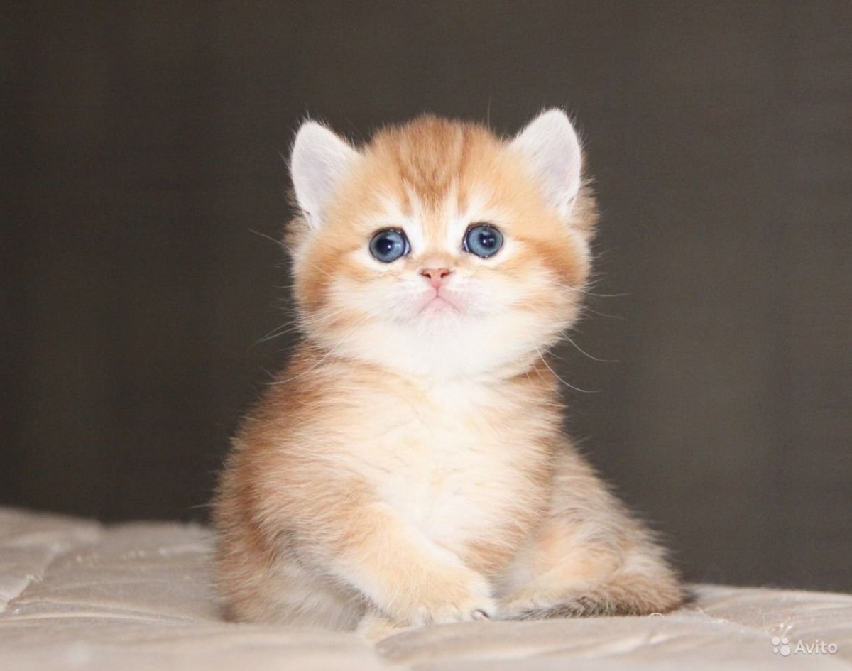 Британский котик Золотая шиншилла