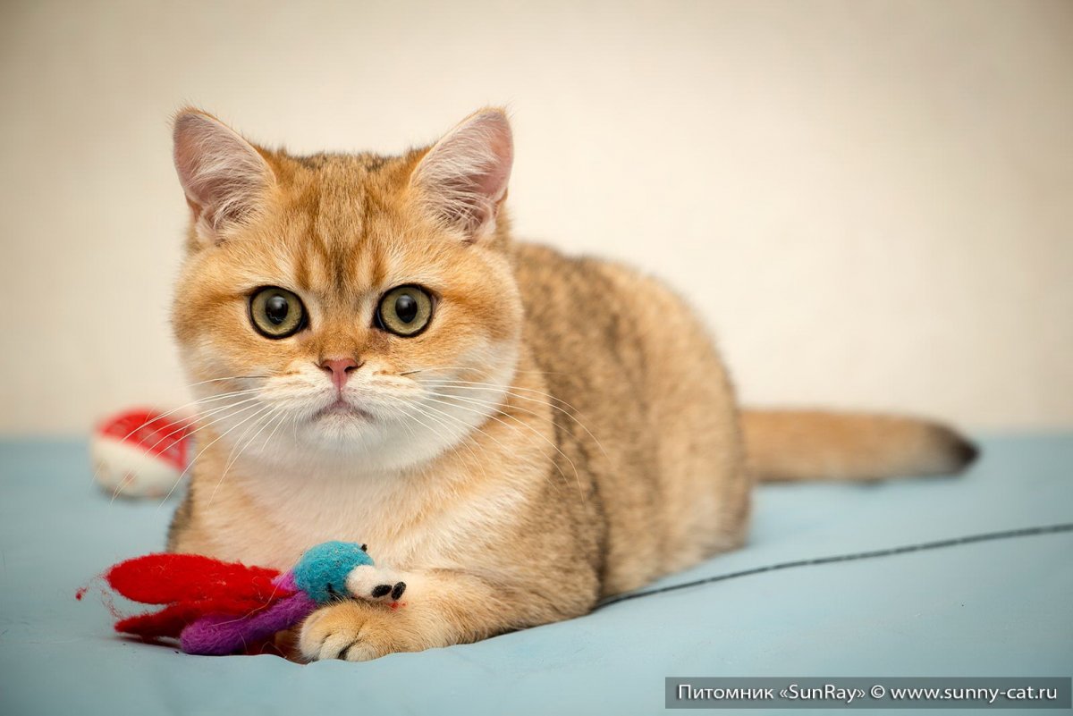 Британская Золотая шиншилла