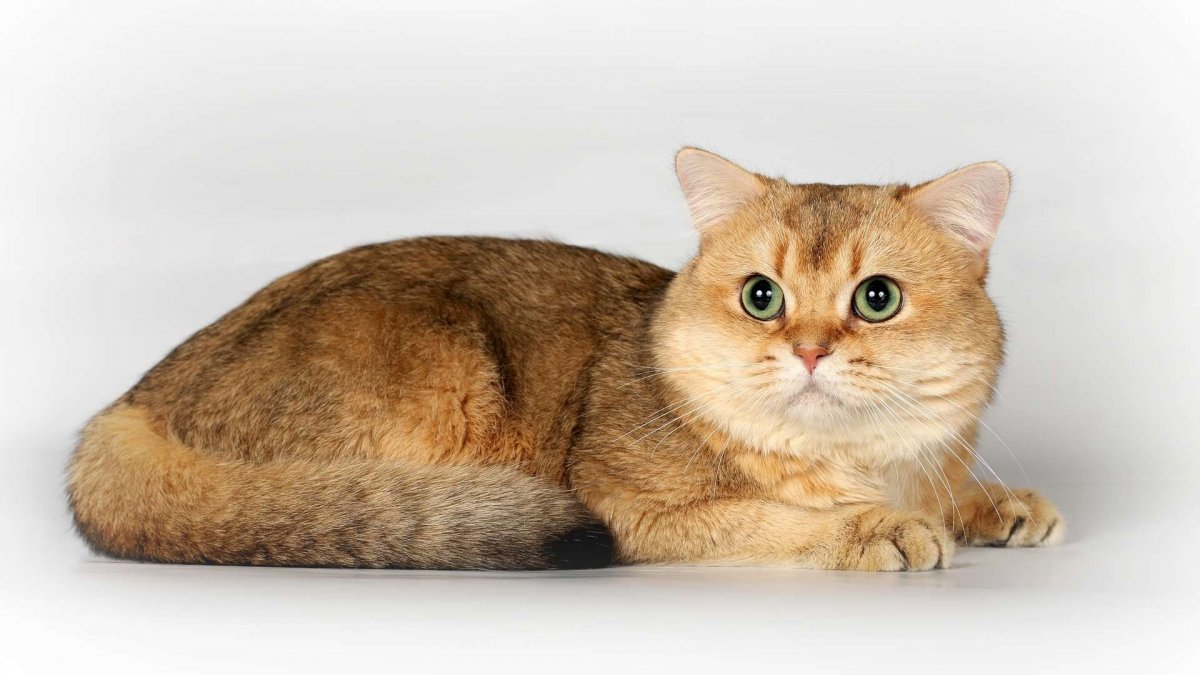 Шотландская короткошерстная Золотая шиншилла