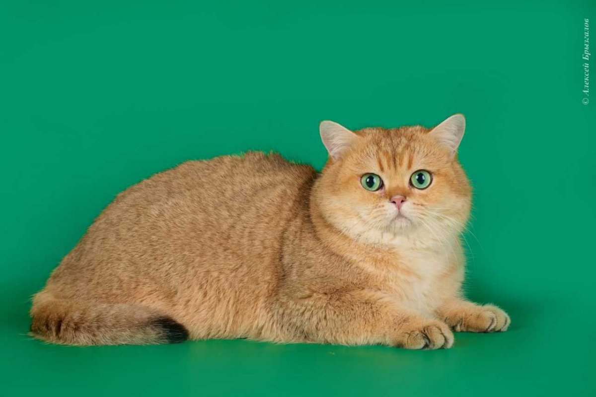 Золотистая шиншилла