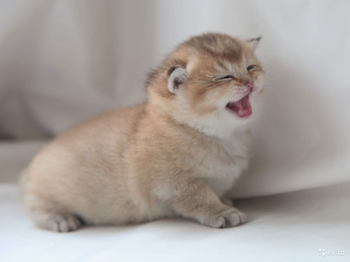 Шотландская золотистая шиншилла