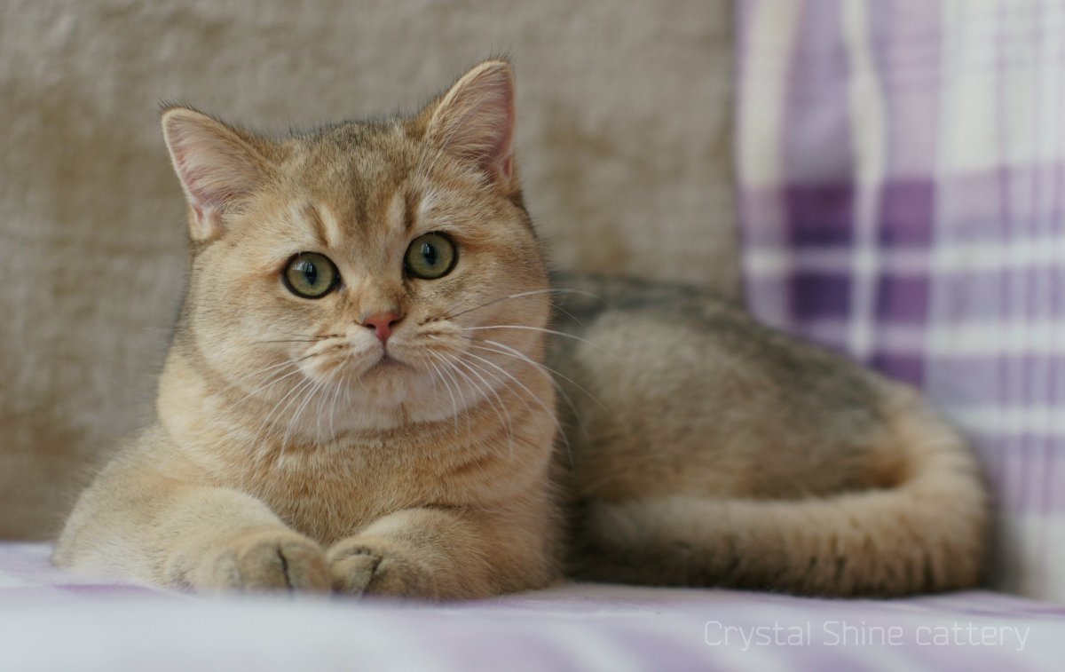 Британская шиншилла NY 22