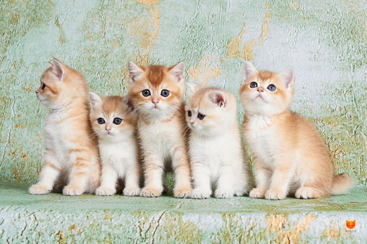 Британская шиншилла котята