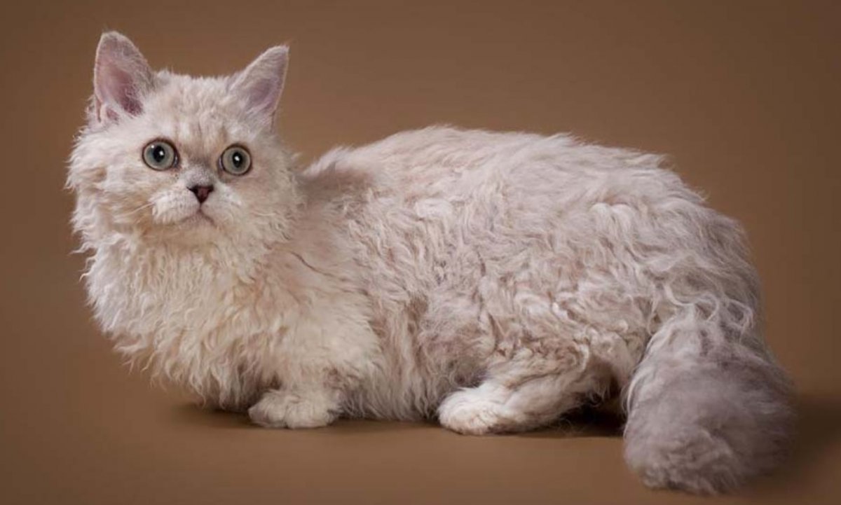 Британец Селкирк рекс