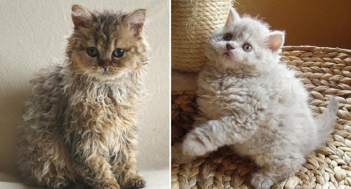 Кошка Овечка Селкирк рекс рыжий