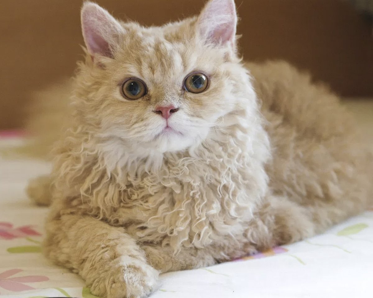Селкирк-рекс белый