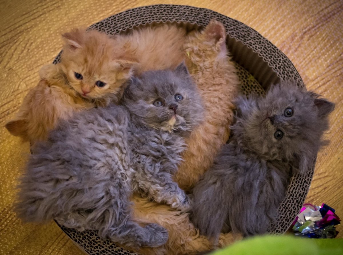 Селкирк рекс